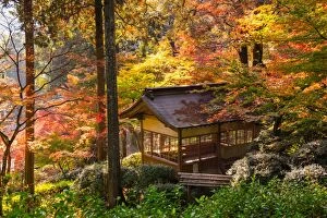 Images Dated 1st December 2015: japanese pavilion in autumn with red maple tree in pine forest, japan