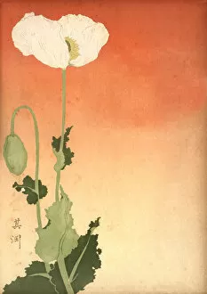 Images Dated 28th February 2018: Japanese print of a white poppy, 19th Century