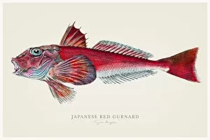 Images Dated 13th August 2015: Japanese red gurnard 1856