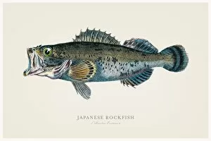 Images Dated 13th August 2015: Japanese rock fish 1856