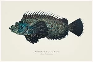 Images Dated 13th August 2015: Japanese rock fish 1856