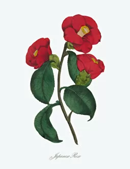 Images Dated 6th July 2016: Japanese Rose Victorian Botanical Illustration