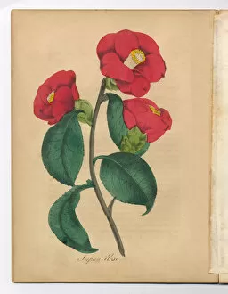 Images Dated 3rd July 2015: Japanese Rose Victorian Botanical Illustration