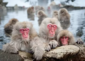 Images Dated 21st January 2011: Japanese Snow Monkeys