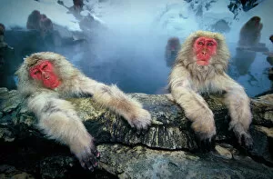 Calm Gallery: Japanese snow monkeys at hot pool