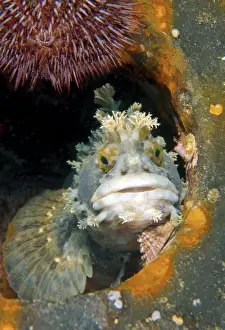 Russian Prints: Japanese warbonnet or Fringed blenny -Chirolophis japonicus