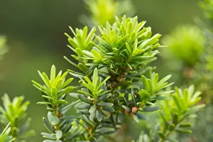 Conifer Prints: Japanese Yew -Taxus cuspidata-, Thuringia, Germany