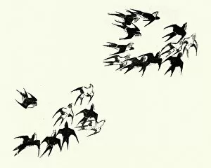 Large Group Of Animals Collection: Japanesse Art, Flock of swallows