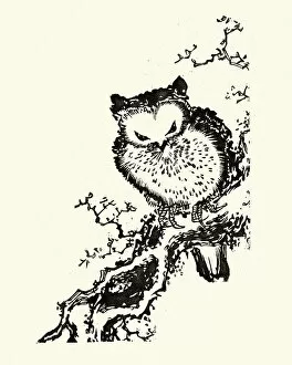 Images Dated 10th August 2018: Japanesse Art, Owl perched on a branch, 19th Century
