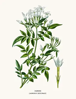Houseplant Prints: jasmine