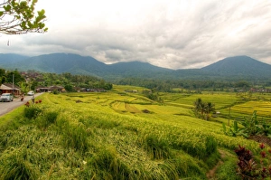 Images Dated 23rd May 2012: Jatiluwih rice fields