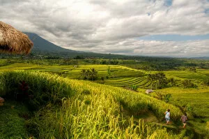Images Dated 23rd May 2012: Jatiluwih rice fields, Bali