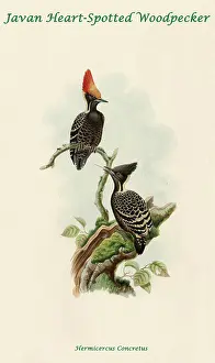 Feathers Prints: Javan Heart-Spotted Woodpecker
