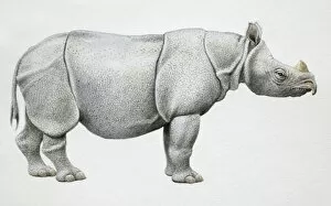 Odd Toed Hoofed Gallery: Javan Rhinoceros, Rhinoceros sondaicus, side view