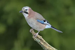 Images Dated 15th December 2012: Jay -falco tinnunculus- perched on a branch, Neunkirchen, Siegerland, North Rhine-Westphalia