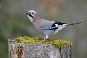 Images Dated 31st January 2013: Jay -Garrulus glandarius- perched on a tree stump eating nuts, Fischen, Allgau, Bavaria, Germany