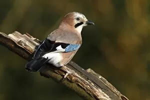 Images Dated 31st January 2012: Jay -Garrulus glandarius- perched on a tree stump, Germany, Europe