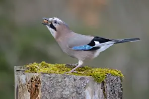 Corvid Prints: Jay -Garrulus glandarius- perched on a tree stump eating nuts