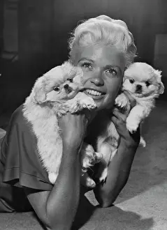 Prints of American actress Jayne Mansfield (1933 - 1967) holding two white Pekingese puppies at the Dorchester Hotel, London, UK, 27th September 1957. (Photo by Archive Photos/Getty Images) Hollywood's Blonde Bombshell in Focus: Jayne Mansfield with Pekingese Dogs