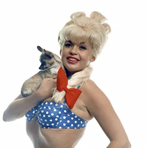 Prints of NEW YORK - 1964: Actress and model Jayne Mansfield poses for a portrait in 1964 in New York City, New York. (Photo by David Attie/Getty Images) Hollywood's Blonde Bombshell in Focus: Jayne Mansfield Portrait Session
