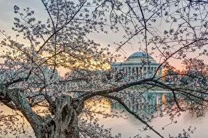 Images Dated 23rd March 2016: Jefferson Memorial Through a Cherry Tree