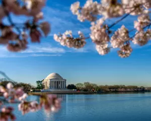 Delicate Cherry Blossoms Collection: Jefferson Memorial framed by cherry blossoms