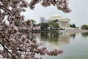 Delicate Cherry Blossoms Gallery: Jefferson Memorial and Tidal Basin with cherry blossoms, Washington, District of Columbia, USA