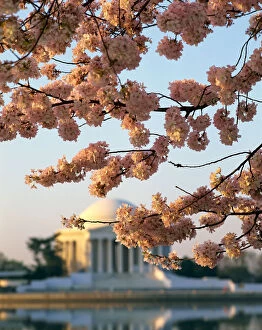 Branches Collection: Jefferson Memorial and Tidal Basin with cherry blossoms, Washington, DC