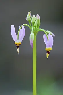 Deutschland Prints: Jeffreys Shooting Star or Sierra Shooting Star -Dodecatheon jeffreyi