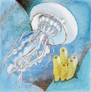 Jelly Fish (Scyphozoa), underwater marine invertebrate