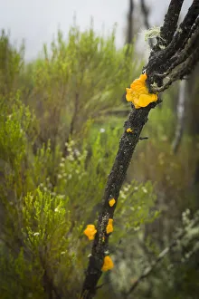Images Dated 11th February 2016: Jelly fungus, semi-alpine heath zone, Mount Kilimanjaro, Kilimanjaro Region, Tanzania