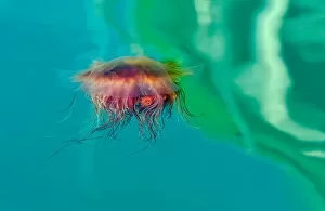 Images Dated 11th September 2010: Jellyfish is Dancing