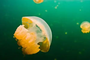 Micronesia Prints: Jellyfish lake Palau