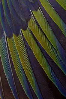 Modern Bird Feather Designs Gallery: Jenday Conure wing design