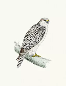 The History of British Birds by Morris Gallery: Jer Falcon bird of prey