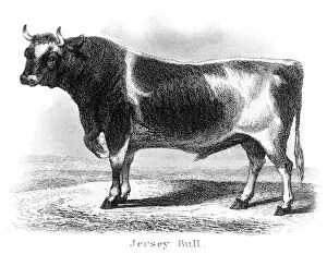 Images Dated 25th March 2017: Jersey bull engraving 1873