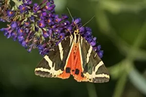 Jersey Tiger -Euplagia quadripunctaria- sucking nectar from Buddleja, butterfly bush, Untergroningen, Abtsgmuend