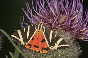 Jersey Tiger -Euplagia quadripunctaria- sucking on Woolly Thistle -Cirsium eriophorum-, Baden-Wurttemberg, Germany
