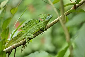Images Dated 17th November 2015: Jesus Christ Lizard (Basilicus plumifrons)