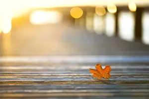 Autumn Leaf Prints: Jetty, evening at the autumnal Lake Starnberg near Ambach