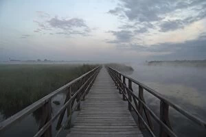 Morning Fog Gallery: Jetty at Federsee lake, Federsee lake nature reserve, morning mood, Baden-Wuerttemberg, Germany