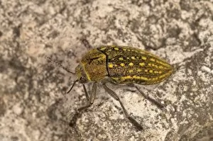 Jewel Beetle -Julodis ehrenbergii-, Lake Kerkini region, Greece, Europe