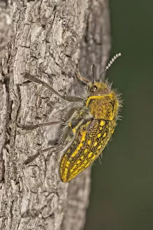 Jewel Beetle -Julodis ehrenbergii- on a tree trunk, Lake Kerkini region, Greece, Europe