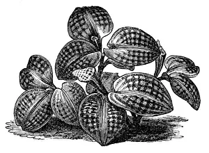 Jewel orchid (Macodes petola)