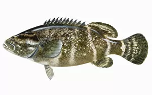 Images Dated 25th January 2007: Jewfish (Epinephelus itajara), grouper