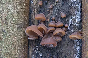 Jews Ear or Wood Ear Fungus -Auricularia auricula-judae- on a Sycamore, Thuringia, Germany