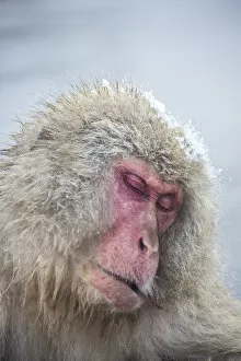 Images Dated 16th February 2015: Jigokudani snow monkey park