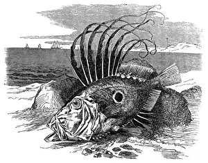 Zeus Prints: John Dory or Peters Fish (zeus faber)