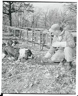 Cary Prints: John Miller Capturing a Stray Mink