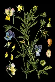 Medicinal and Herbal Plant Illustrations Collection: Johnny Jump up, heartsease, hearts ease, hearts delight, tickle-my-fancy, Jack-jump-up-and-kiss-me